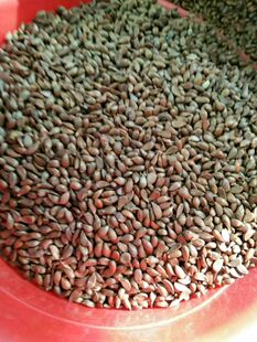 八棱海棠树种子净籽怀来海棠可嫁接苹果砧木新采开花林木种子包邮