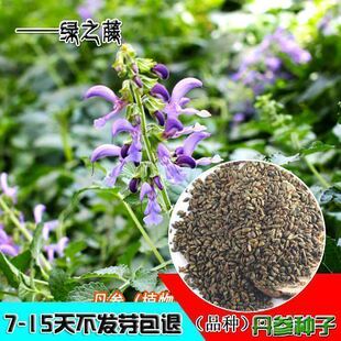 新丹参种子散装药材血参种苗紫丹参种籽四季播包邮发芽率高
