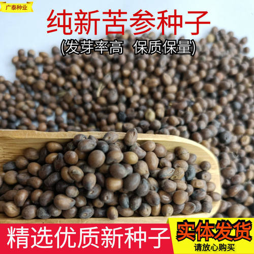 {包邮}2023新中药材苦参种子苦参籽包发芽中药材种子苦参子药材子
