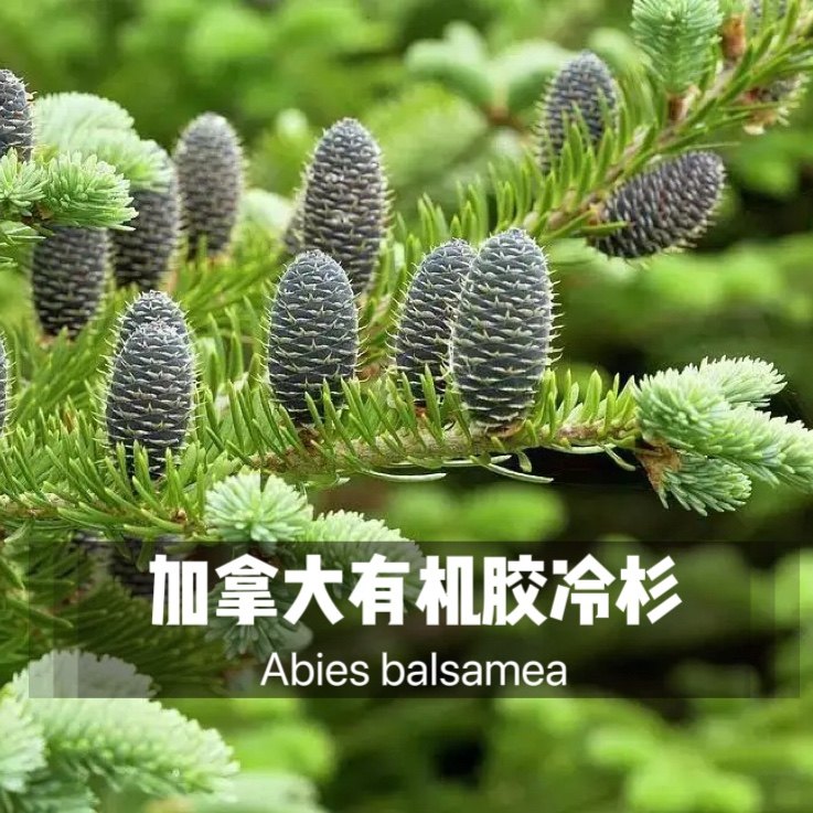 加拿大有机胶冷杉精油 呼吸道喉咙问题 化痰