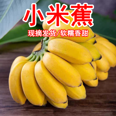 广西小米蕉新鲜现发产地直供