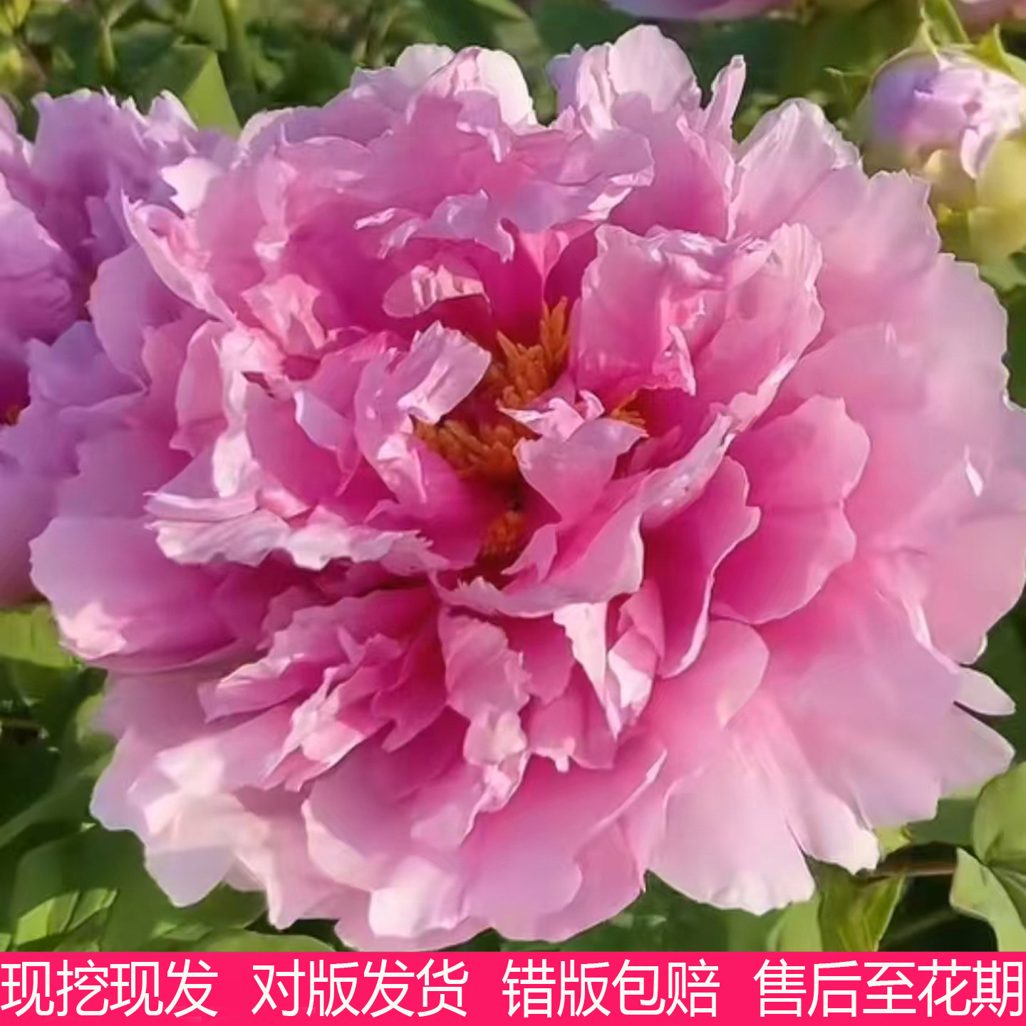 牡丹花树苗带土带叶大花重瓣四季图片