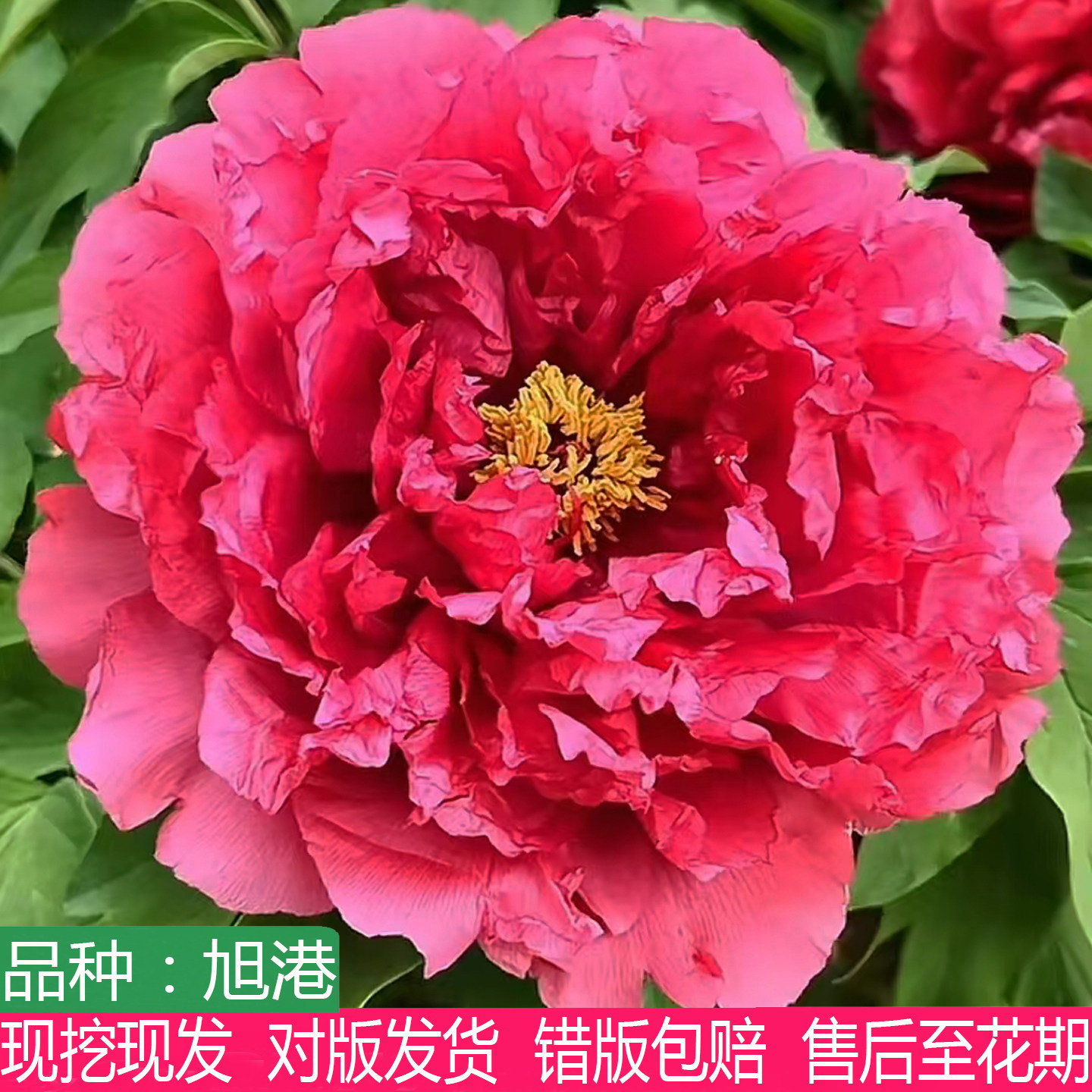正宗菏泽红色系旭港牡丹花苗盆栽庭院阳台观赏牡丹大花重瓣多年生
