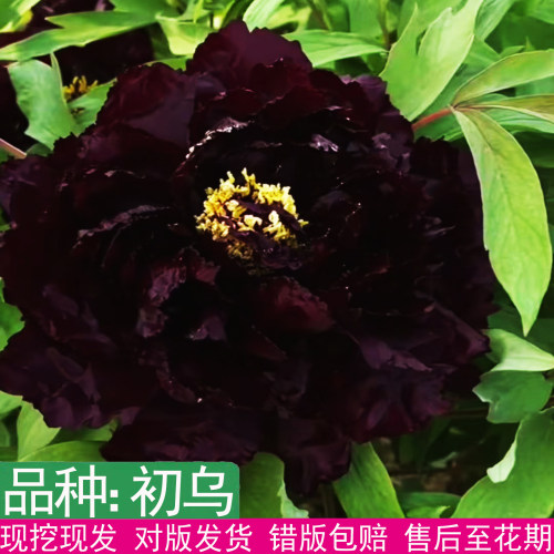 日本进口初乌牡丹花苗大花重瓣