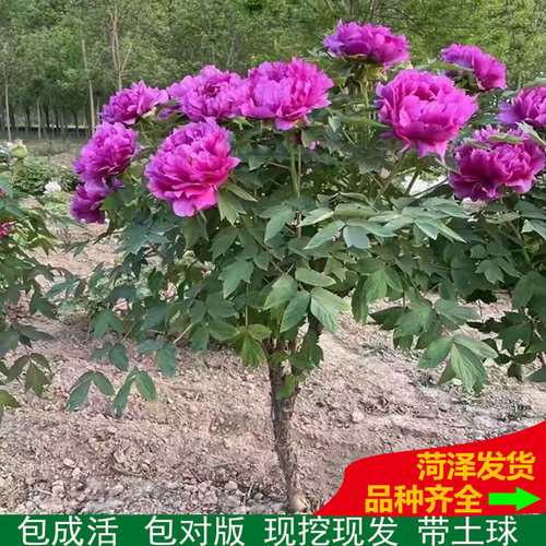 菏泽观赏牡丹花树花王 岛锦带土球大花重瓣 老桩独杆牡丹花苗庭院