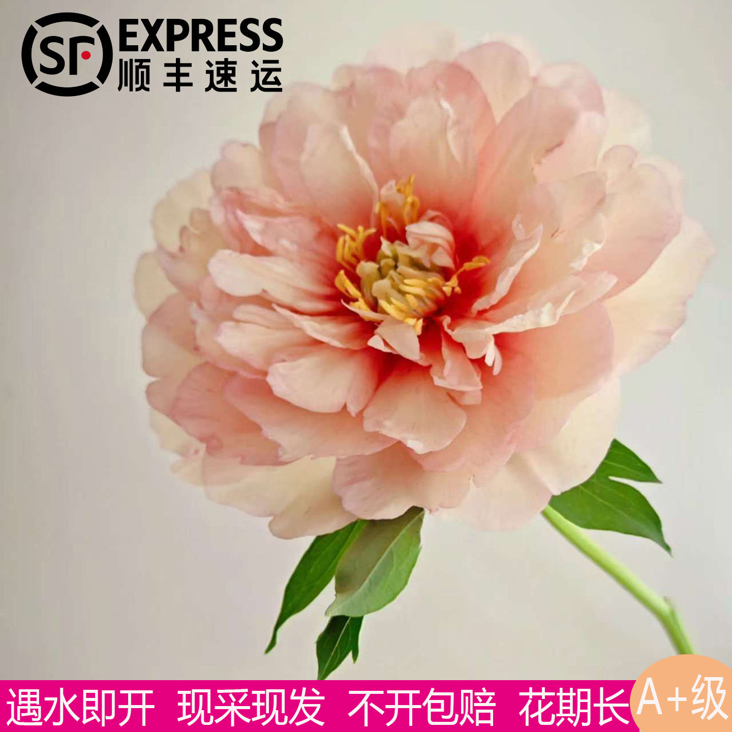 进口品种金丝雀芍药鲜切花观赏图片