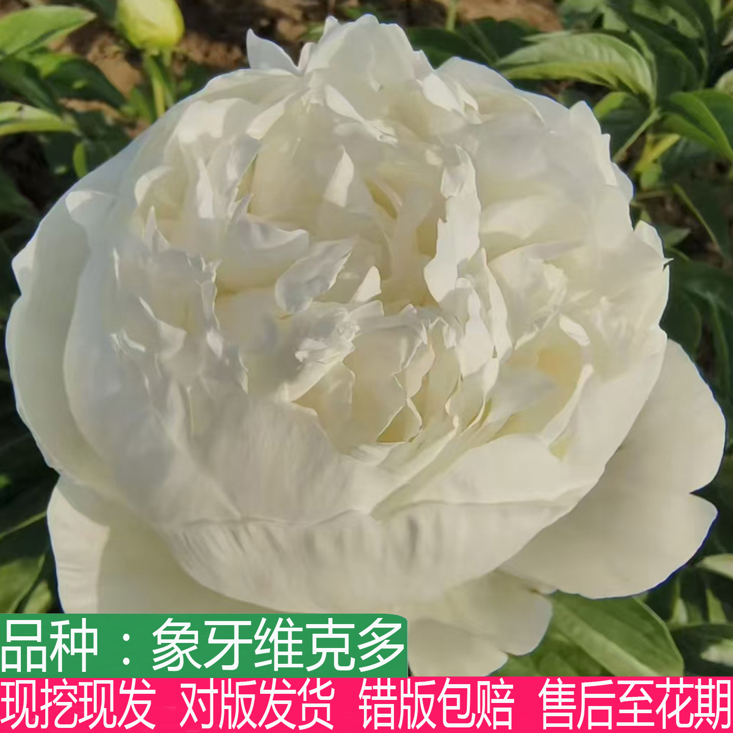 荷兰进口象牙维克多芍药花苗大花重瓣盆栽庭院阳台多年生草本花卉