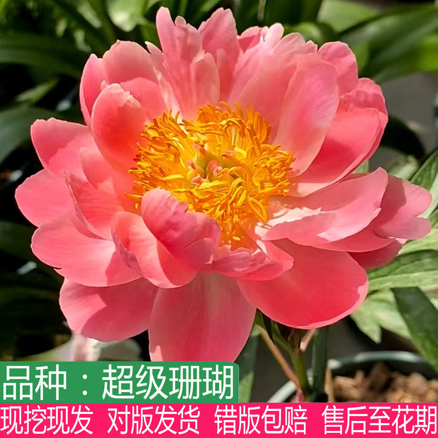 进口品种会变色超级珊瑚芍药花苗大花重瓣多年生盆栽庭院阳台花卉