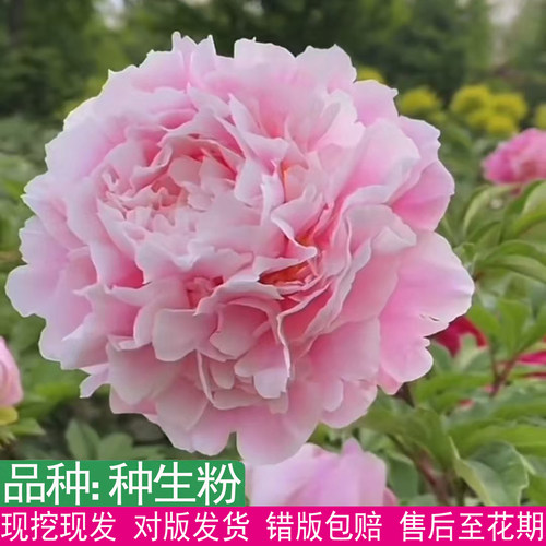 国产种生粉芍药大花重瓣粉红色