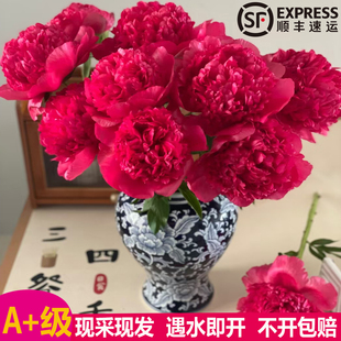 荷兰进口御前表演红色芍药鲜切花花束会变色鲜花现采现发遇水即开