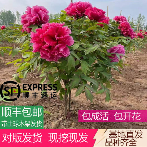 正宗菏泽独杆牡丹树重瓣大花对版发货带土球盆栽地栽庭院花卉植物