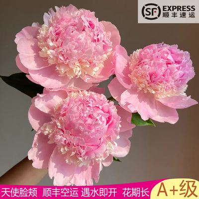 荷兰进口香甜天使阑花观赏室内