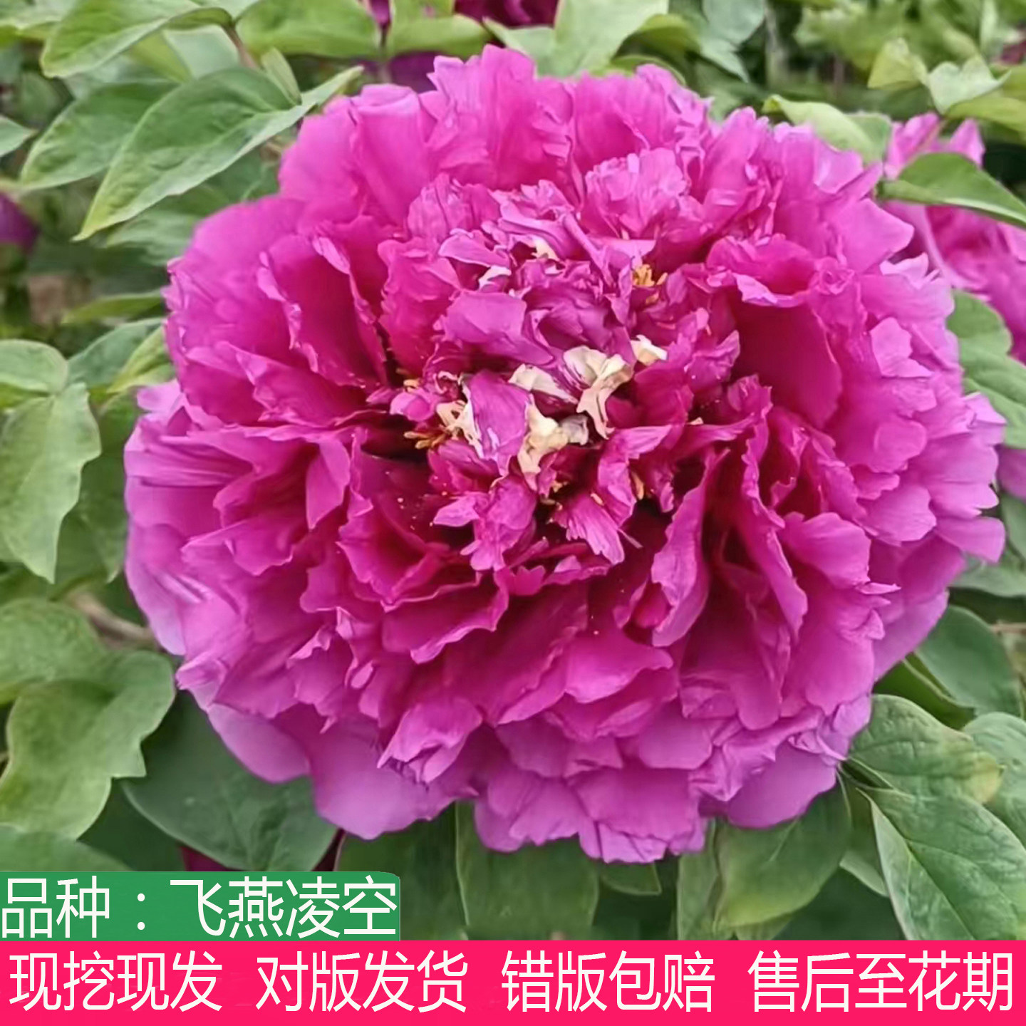 太空牡丹紫色系飞燕凌空牡丹花苗盆栽庭院阳台观赏大花重瓣多年生