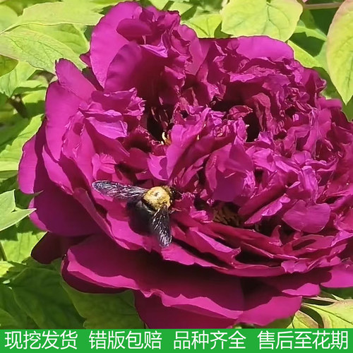 进口品种正宗天鹅娇子牡丹基地直发大花重瓣盆栽地栽院易成活花卉
