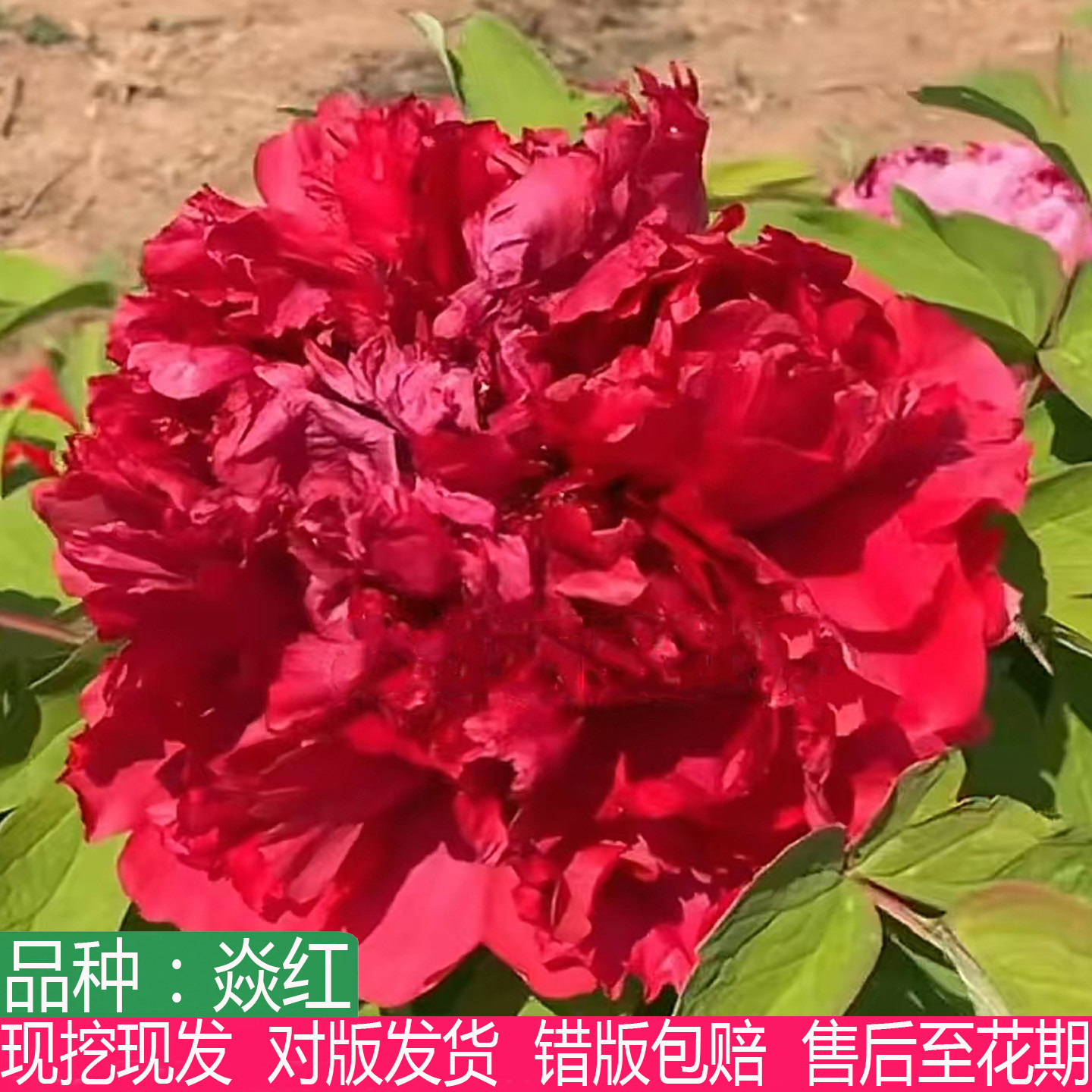 新品种焱红观赏牡丹花苗艳红大花重瓣盆栽庭院阳台种植耐寒多年生