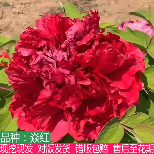 新品种焱红庭院观赏耐寒多年生