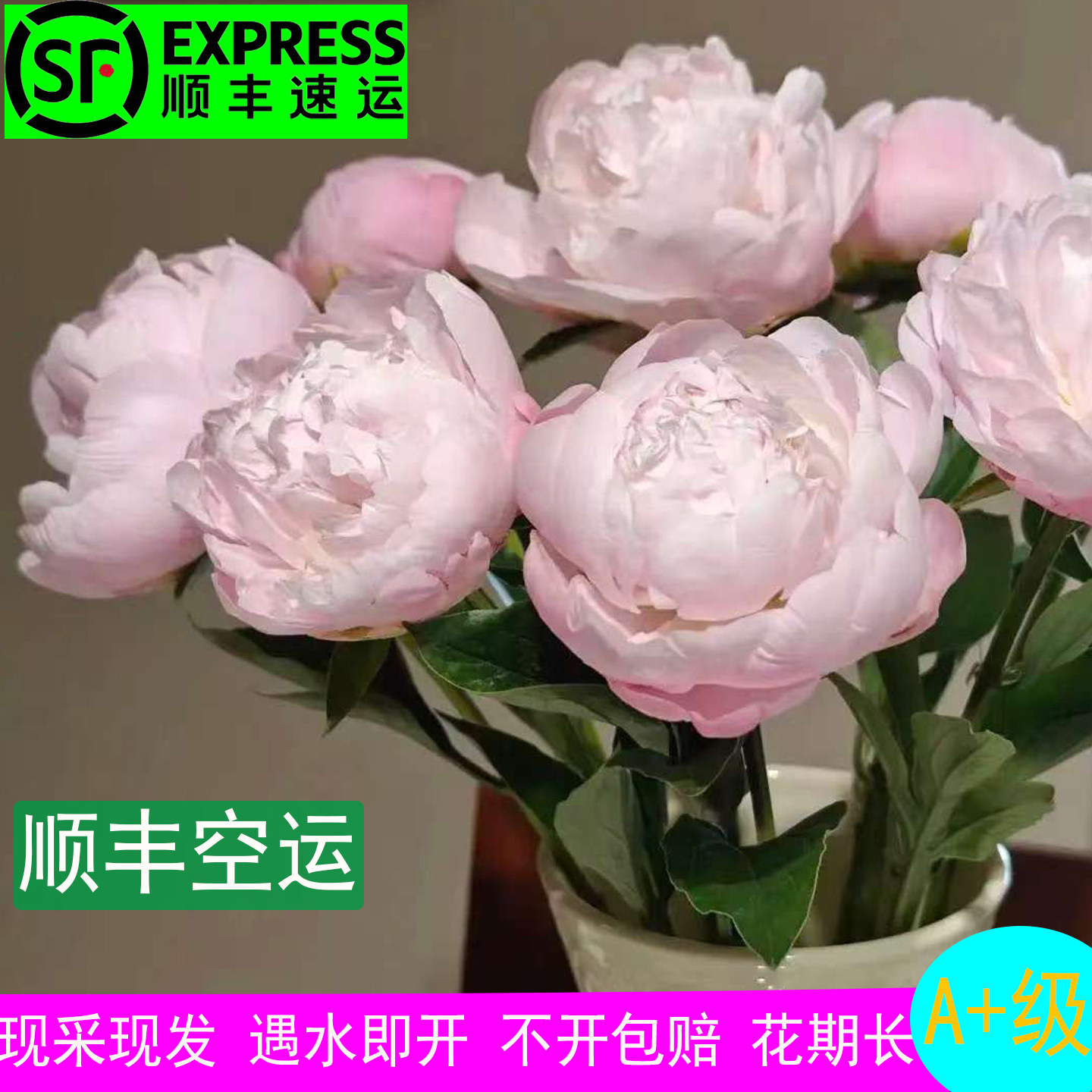 荷兰进口东方少女芍药鲜切花图片