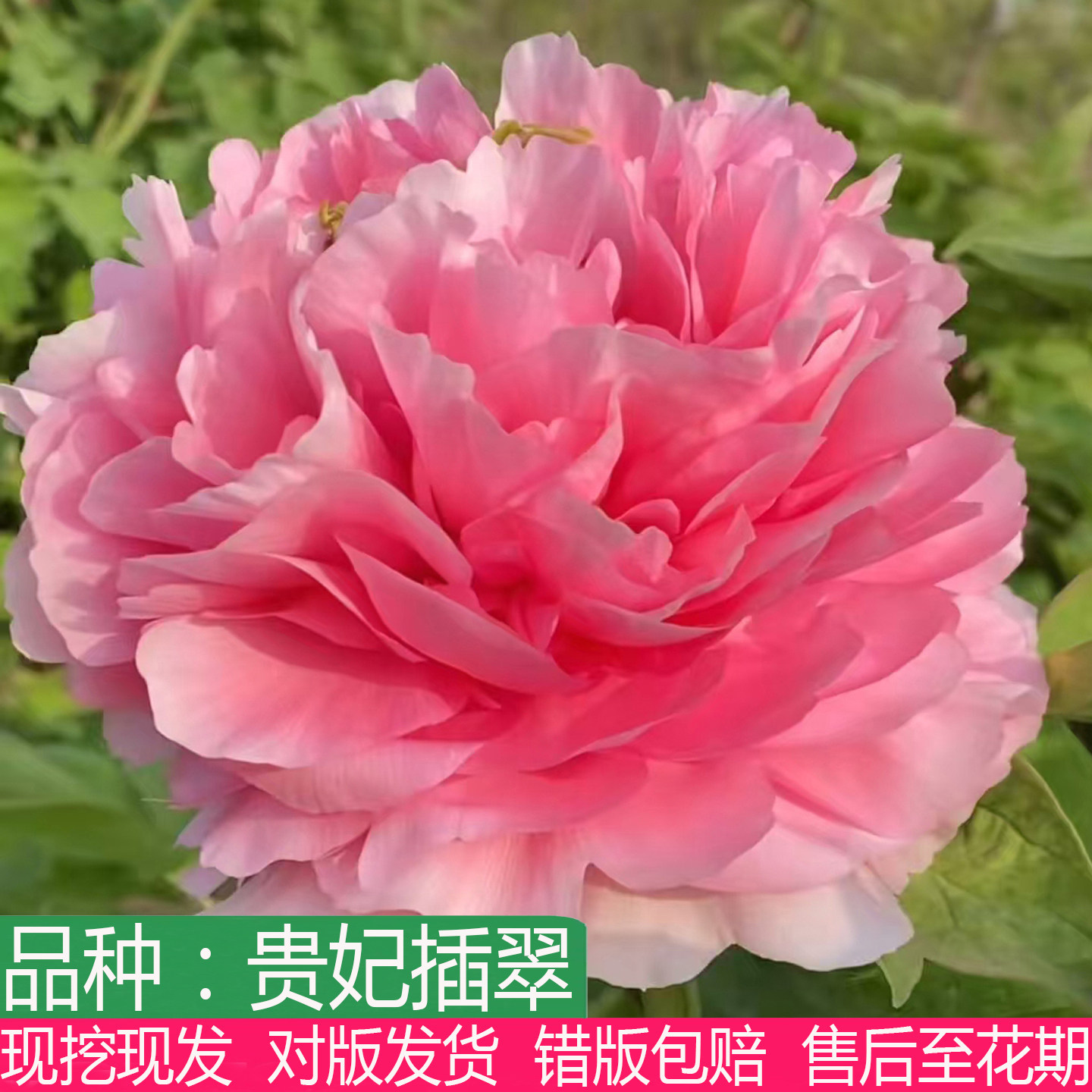 贵妃插翠牡丹苗大花重瓣粉色庭院阳台盆栽地栽多年生木本花卉植物