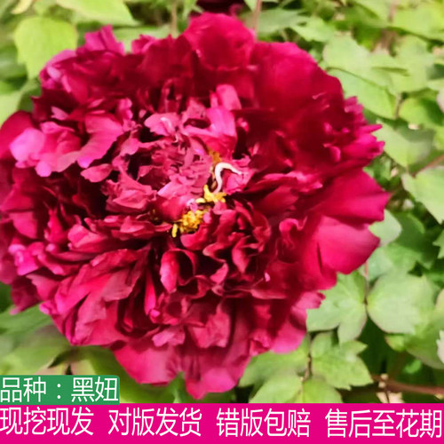 多年生黑妞牡丹花苗大苗盆栽花卉庭院地栽阳台好养大花重瓣易成活