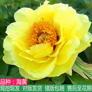 正宗菏泽海黄牡丹花苗大苗盆栽大花重瓣牡丹花卉庭院地栽阳台牡丹