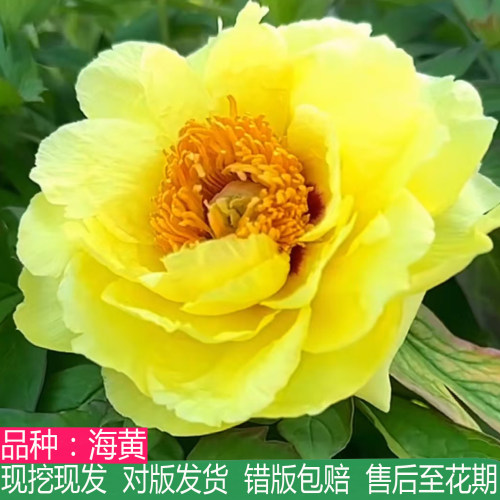 菏泽海黄牡丹花苗大苗盆栽多年生
