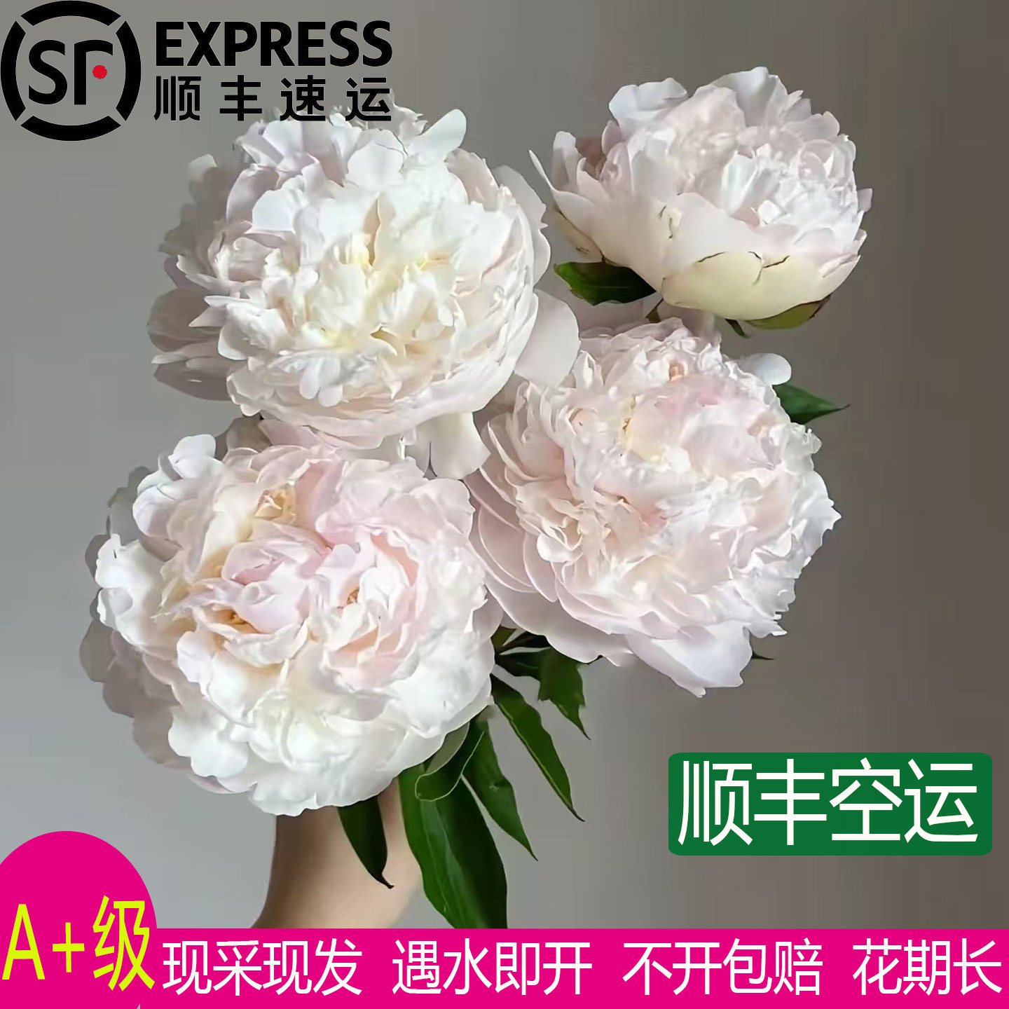 荷兰进口羞涩女王芍药鲜切花图片