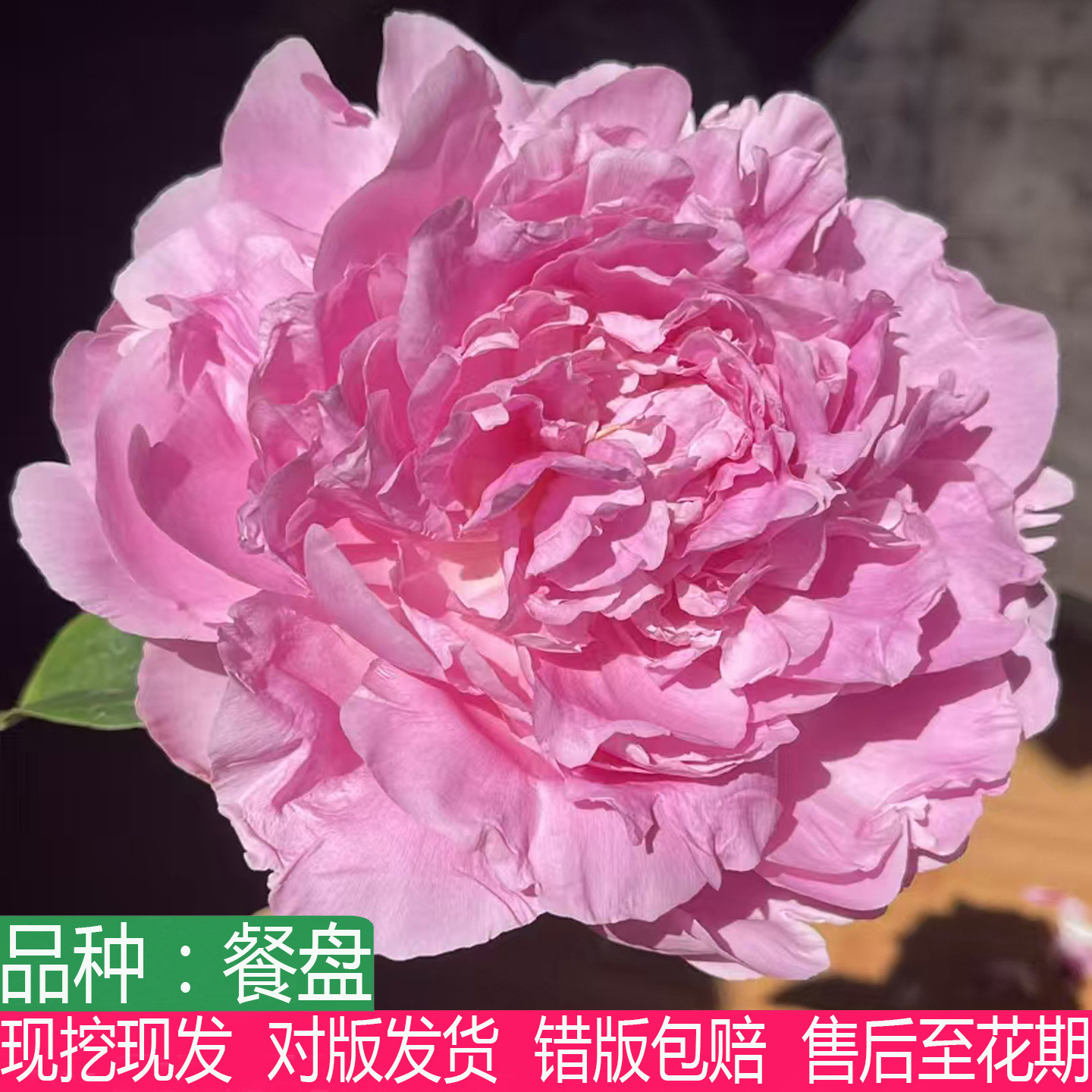 荷兰进口粉色系餐盘芍药花苗大花重瓣多年生盆栽庭院阳台草本花卉