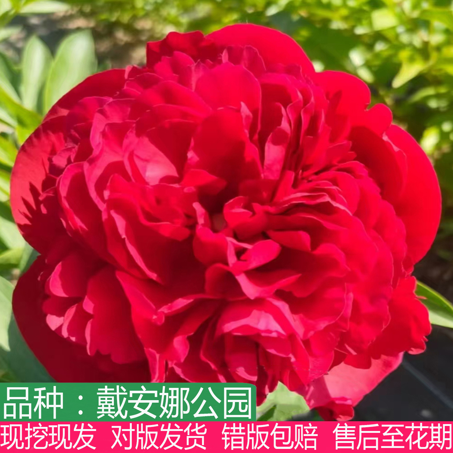 荷兰进口戴安娜公园芍药花苗盆栽庭院阳台大花重瓣多年生草本花卉