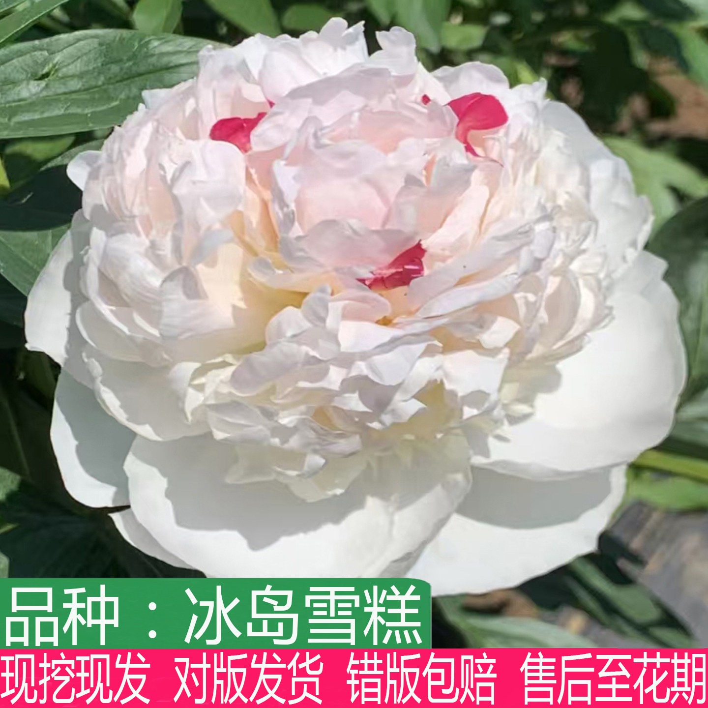 荷兰进口冰岛雪糕芍药苗多年生大花重瓣庭院阳台盆栽耐寒草本花卉