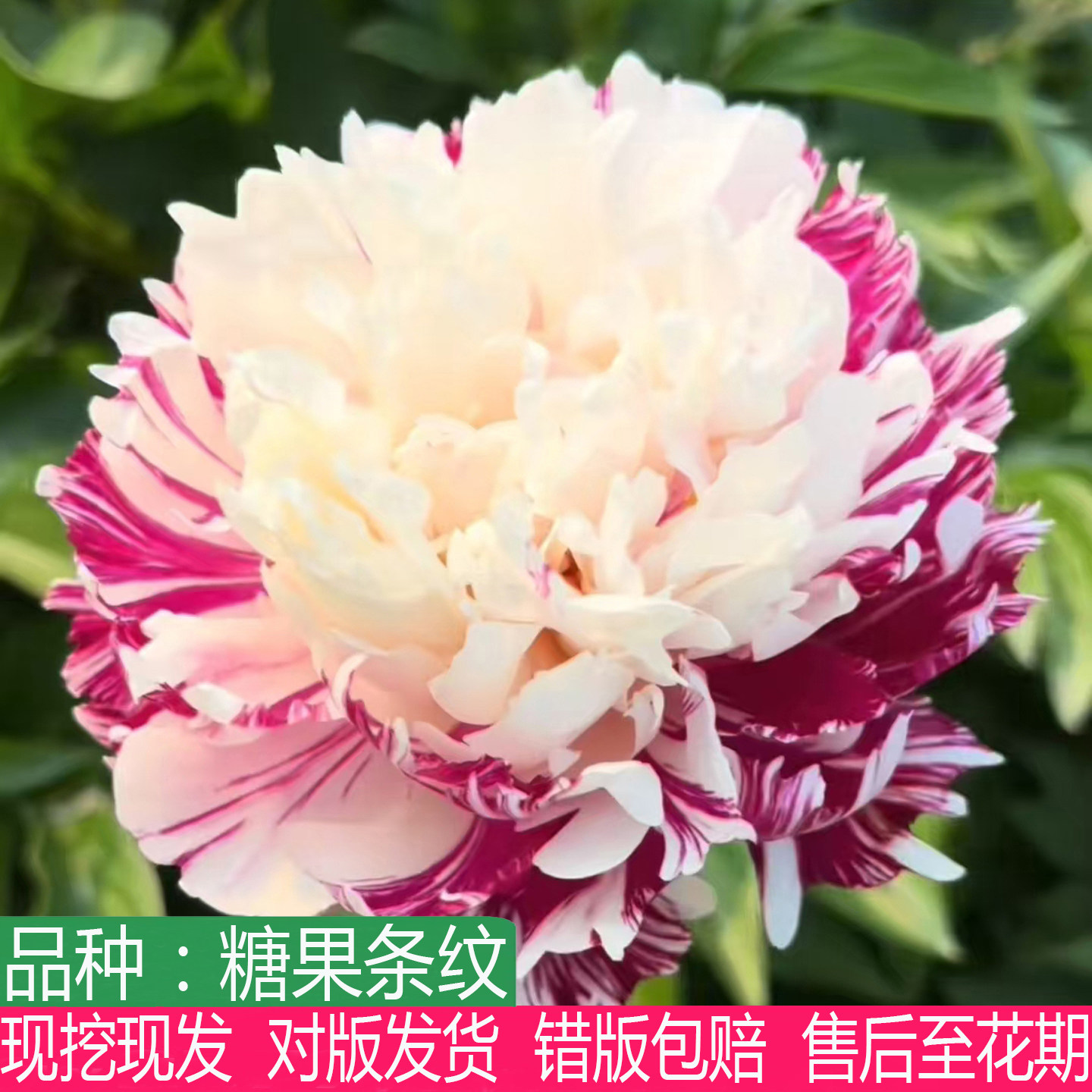 荷兰进口糖果条纹芍药花苗大花重瓣阳台盆栽观赏多年生草本花卉