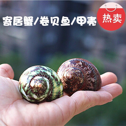 热卖天然海螺贝壳绿猫眼蝾螺古文螺鱼缸水族造景卷贝鱼寄居蟹换壳