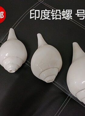 包邮天然海螺贝壳尼泊尔印度铅螺白海螺右旋螺圣螺密宗法器供佛
