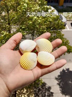 天然海螺贝壳心形贝壳情侣贝鸡心椰子贝蛤蜊海岛礼品纪念品收藏