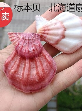 天然海螺贝壳标本螺北