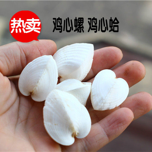 热卖天然海螺贝壳鸡心蛤爱心贝鸡心螺 家居装饰收藏礼品鱼缸diy