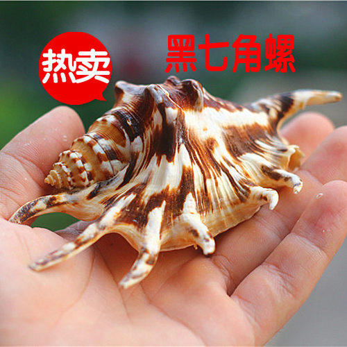 海螺、贝壳可以用来打扮家居风格，并不只是海洋风格，我们很多的在现代、英式乡村、地中海、韩式田园等等各种风格中都经常见到它们的身影，可以和任何的场景、任何的风格进行搭配
