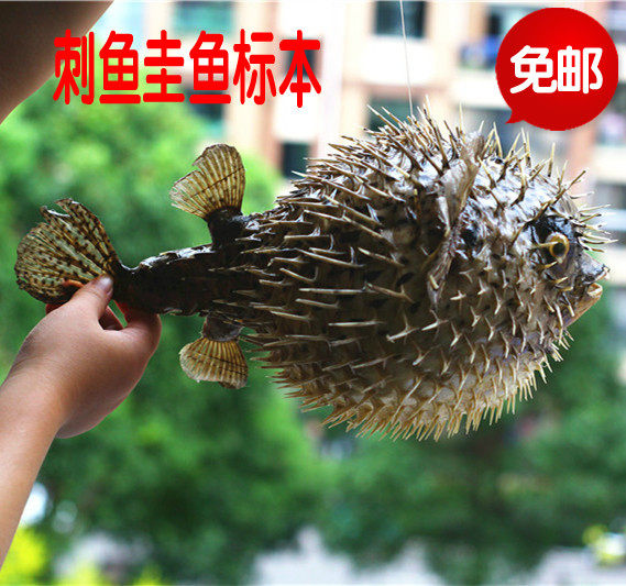 包邮海刺豚标本圭鱼刺鱼鱼皮愤怒的小鱼天然海洋生物创意礼品海螺