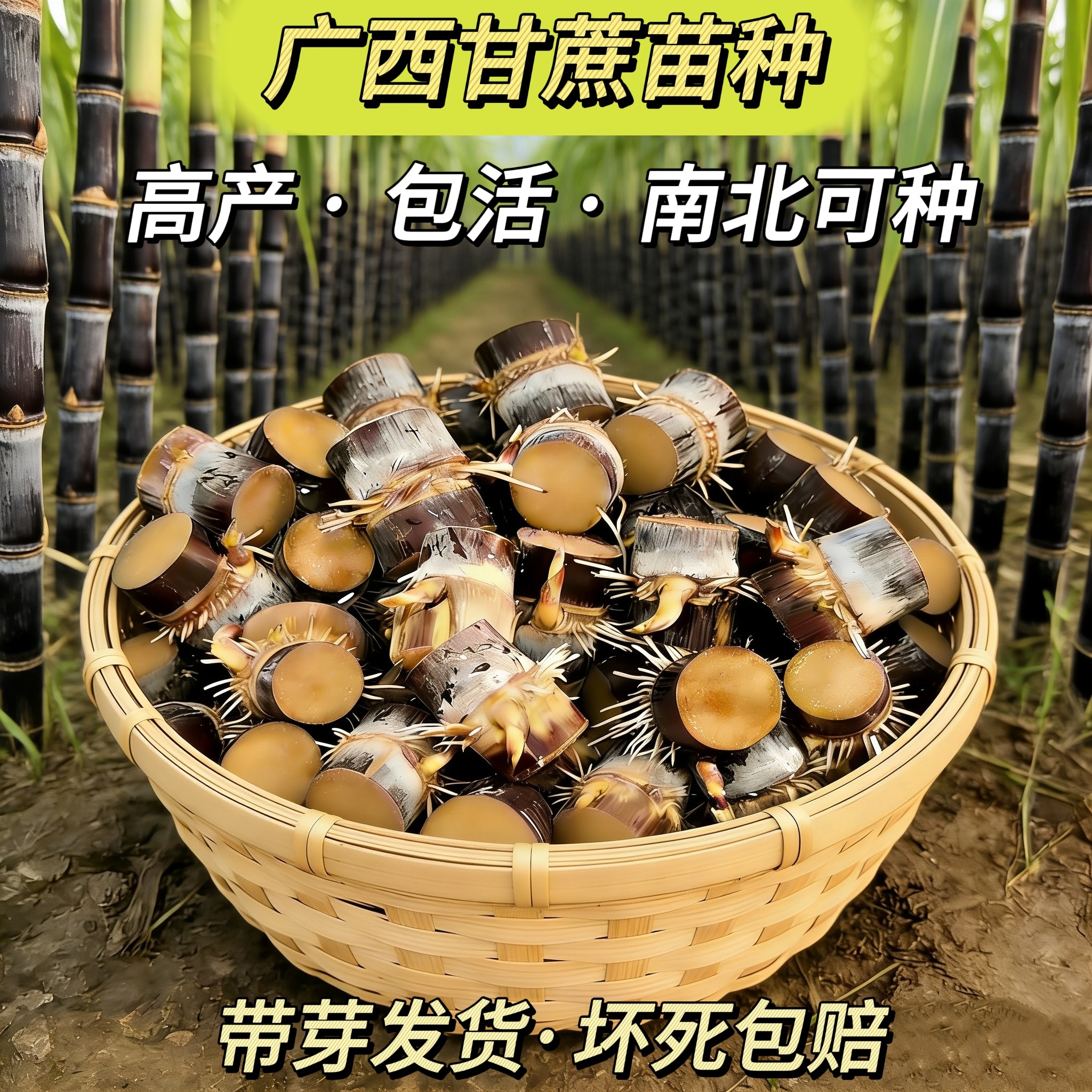 广西脱毒甘蔗苗种黑皮黄金带芽发货庭院盆栽节节高易活基地直发