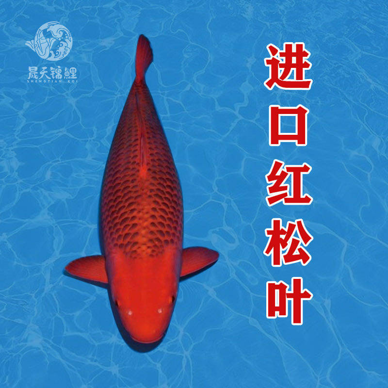 日本进口锦鲤纯种红松顺丰包邮