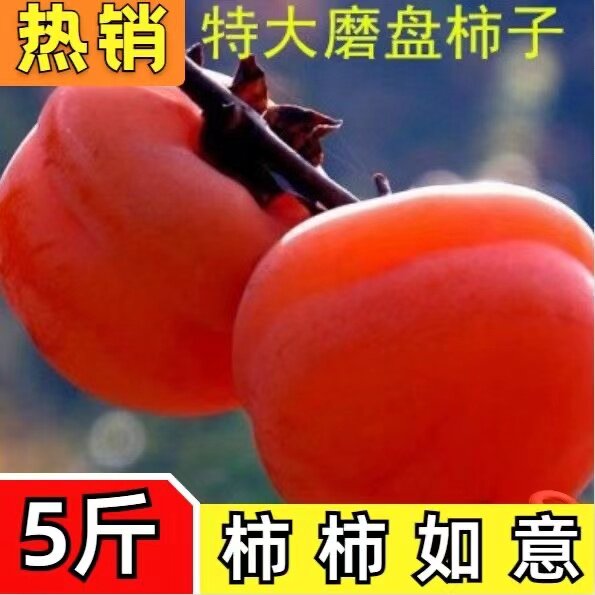 今年磨盘柿子柿盘软甜净