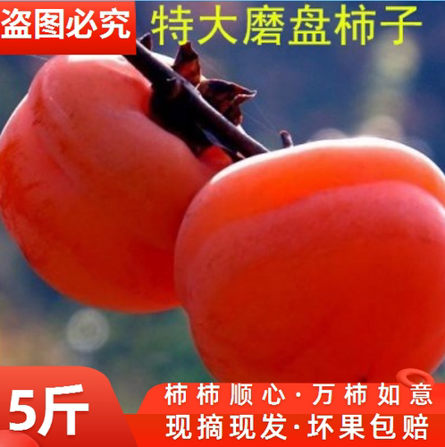 今年磨盘柿子特大盆柿盘柿软甜5斤净重应季农家新鲜水果整箱