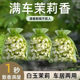 茉莉花香薰香包衣柜持久香气车用车载挂件除味神器房间清香囊型