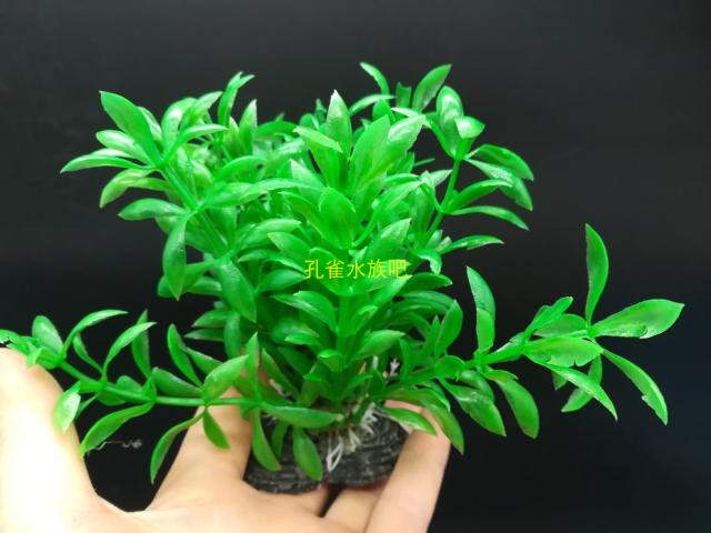 热卖 仿真水草 假水草 塑料水草 鱼缸装饰大约高10cm底盘5cm10支