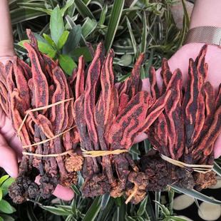 回春草野生不老草云南新鲜顶天柱苁蓉温肾锁阳男性泡茶泡酒料500g