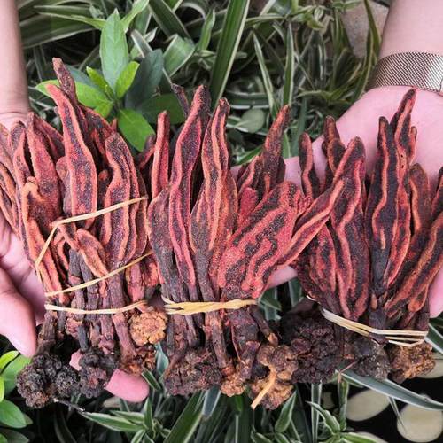 回春草野生不老草云南新鲜顶天柱苁蓉温肾锁阳男性泡茶泡酒料500g - 封面
