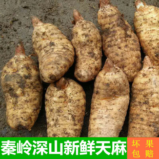 新鲜秦岭湿天麻现挖野外生天麻猪肚泡酒冬麻非云南昭通小草坝包邮