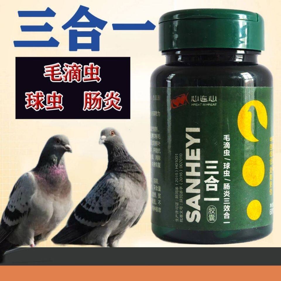心连心鸽药大全信鸽子药毛滴虫净球虫肠炎三合一鸽子水便绿便保健