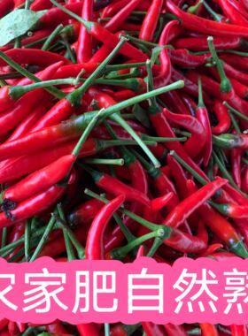 现摘农家散种 广西天等指天椒朝天椒小米椒香辣  红小米辣