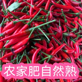 现摘农家散种 广西天等指天椒朝天椒小米椒香辣  红小米辣