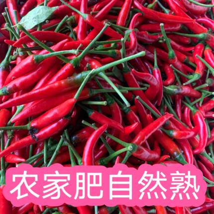 现摘农家散种 广西天等指天椒朝天椒小米椒香辣  红小米辣